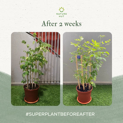 SuperPlant 5 in 1 Organic Plant Booster